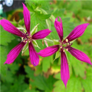 Geranium Oxonianum 'Elsie's Star'